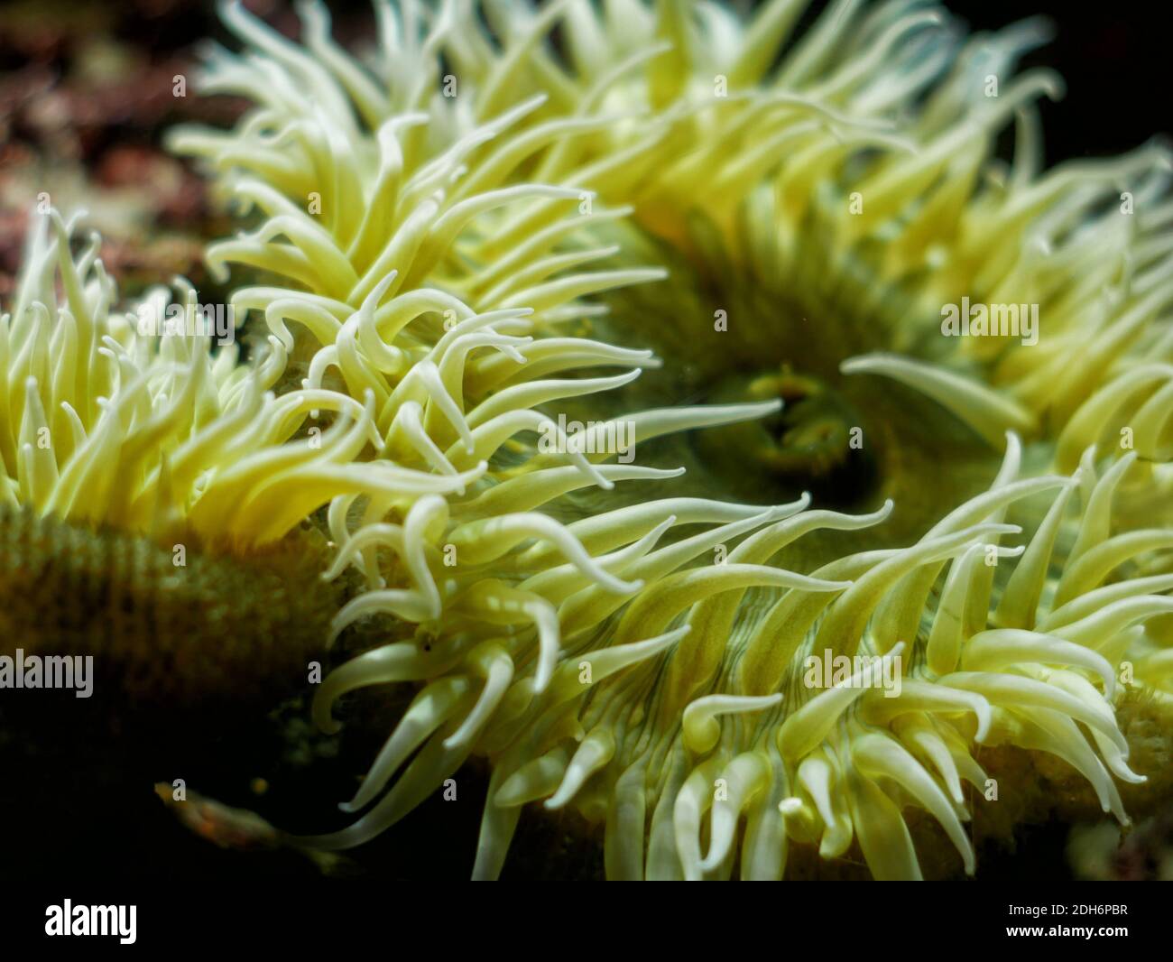 Mare Anemone - Anthopleura Foto Stock