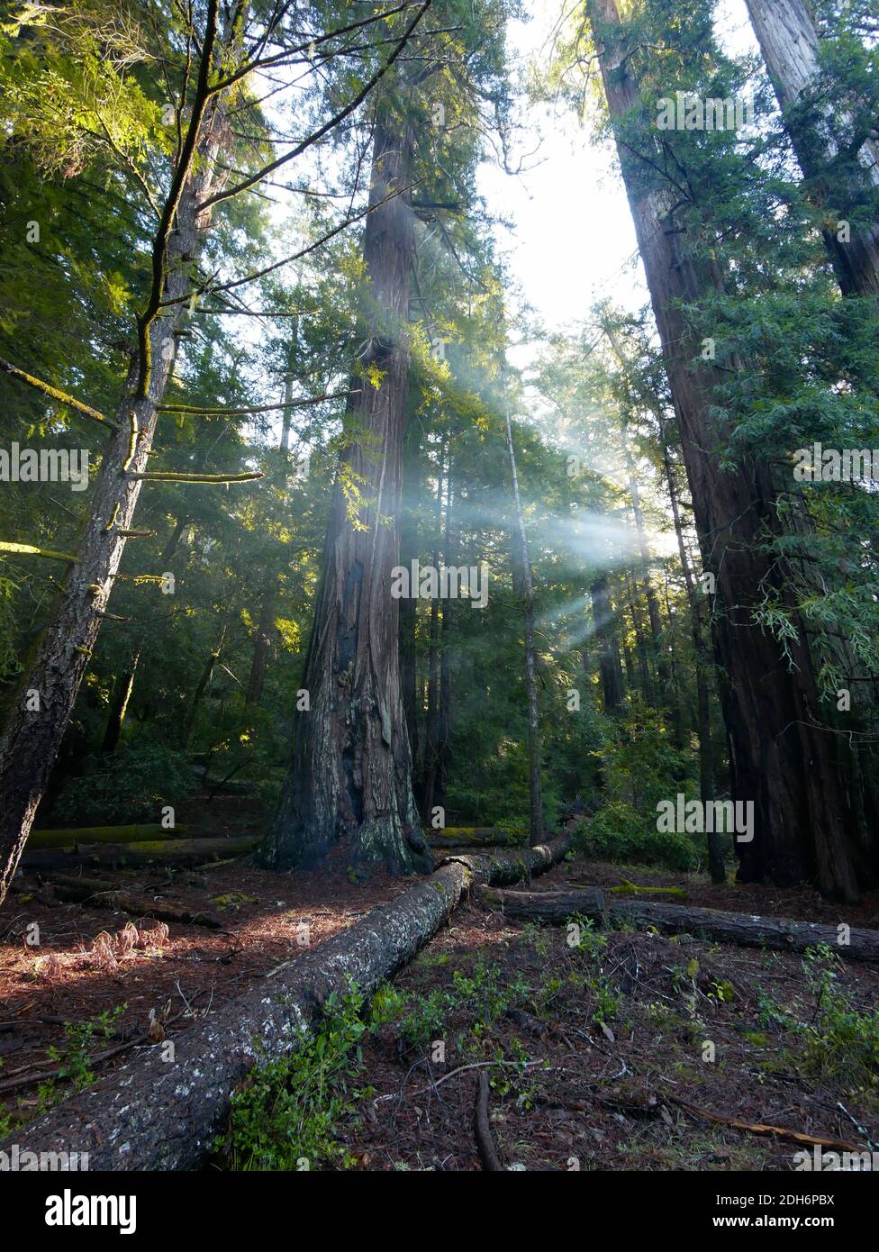 Big Basin Redwoods state Park mattina luce del sole attraverso le sequoie Foto Stock