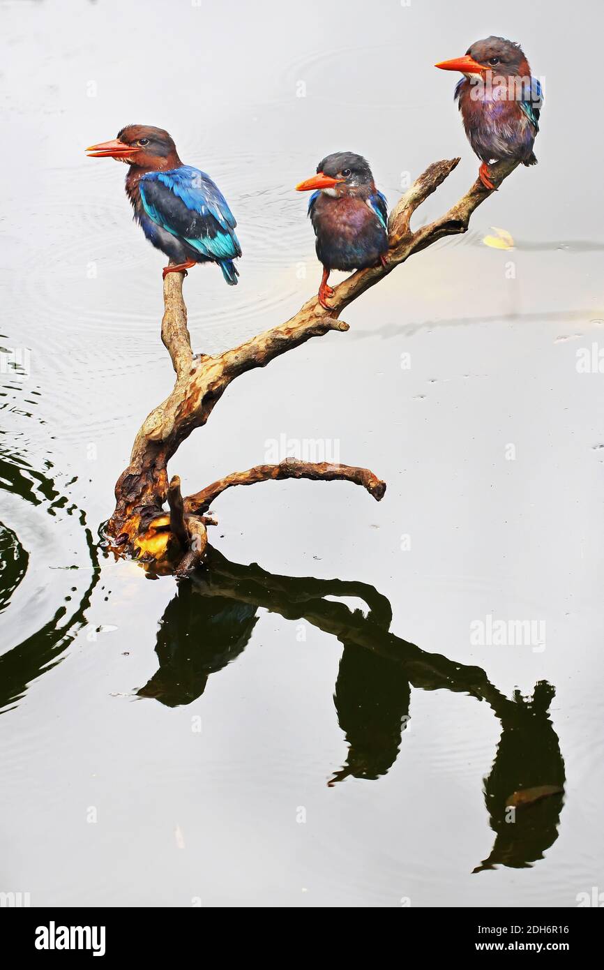 Tre giovani Martin pescatore (Halcyon cyanoventris) sono arroccati su un legno secco. Foto Stock