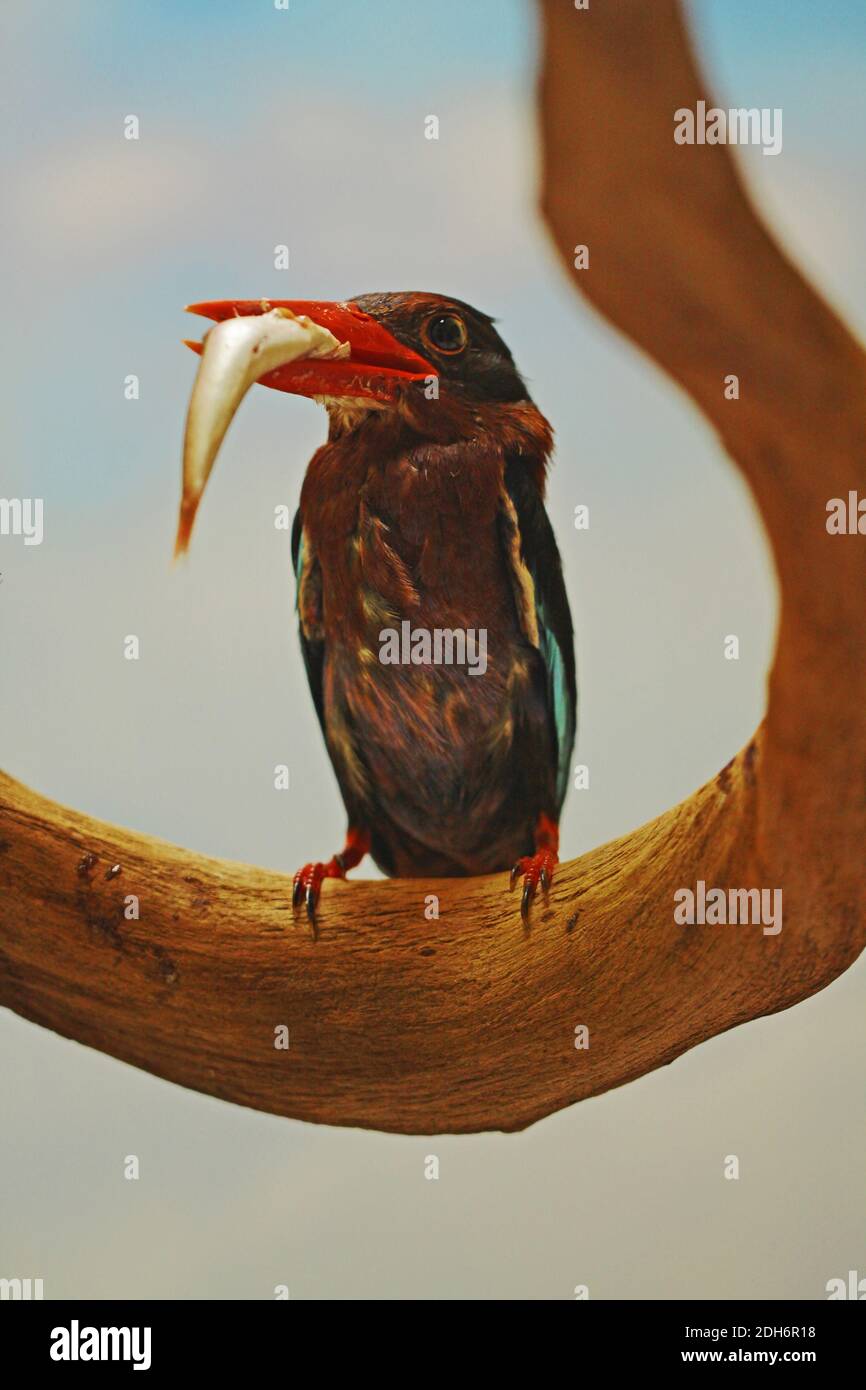 Un Martin pescatore (Halcyon cyanoventris) sta mangiando un pesce dalla sua cattura. Foto Stock