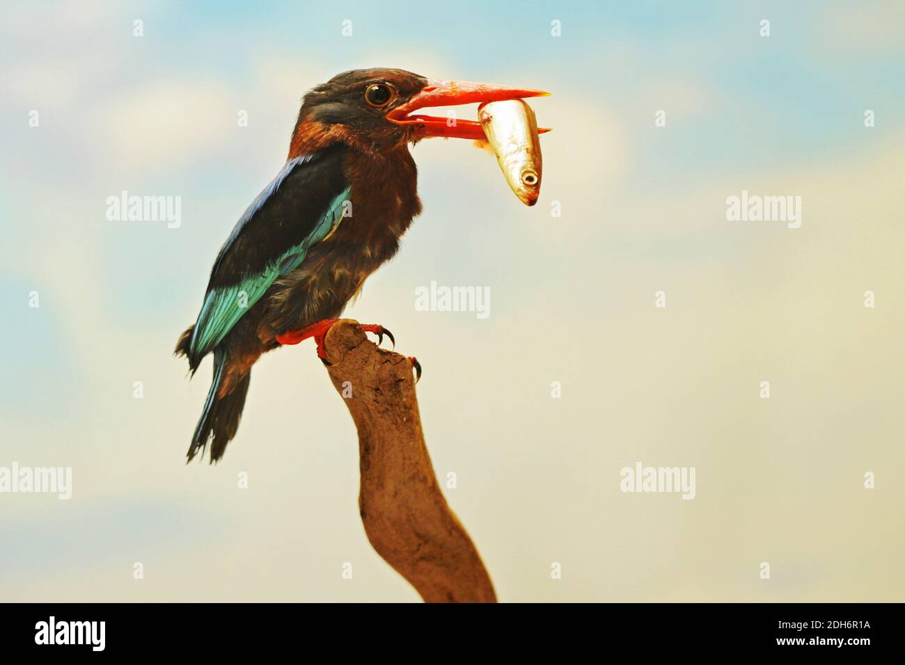 Un Martin pescatore (Halcyon cyanoventris) sta mangiando un pesce dalla sua cattura. Foto Stock
