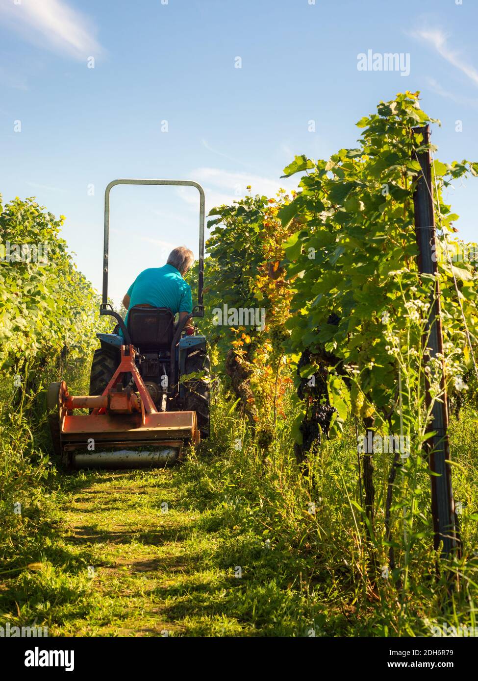 Lavorare in un vigneto con un piccolo trattore in burgenland Foto Stock