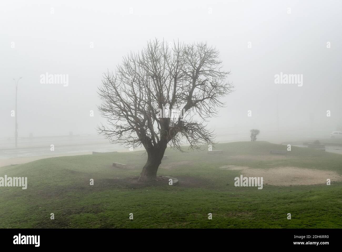 Grandi alberi a Foggy Sky Landscape Foto Stock
