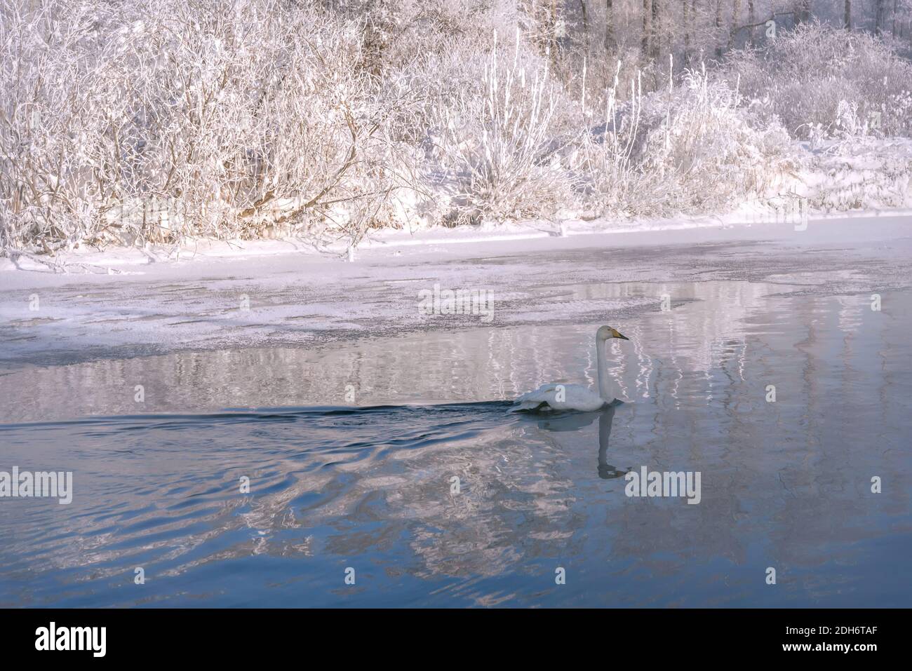 Incredibile paesaggio invernale con cigno (Cygnus cygnus) nuotare nel lago, neve e ghiaccio contro il cielo blu e gli alberi bianchi in brina. Altai, Russia Foto Stock