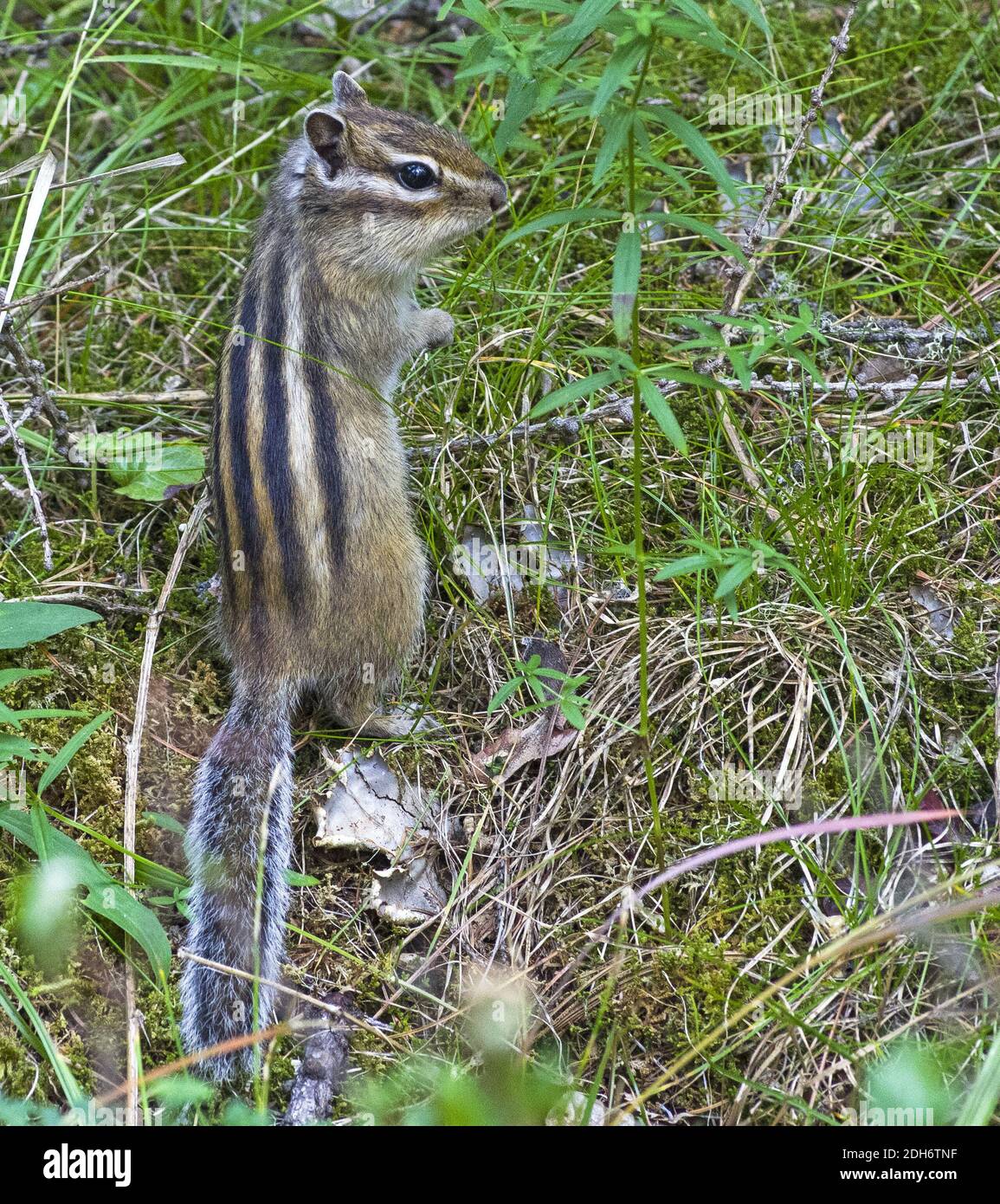 Chipmunk siberiano asiatico nell'habitat naturale. Foto Stock