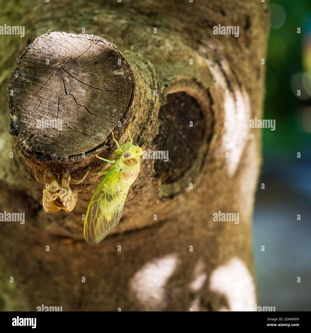 Cicada su un albero trasformato da piccolo dispositivo Foto Stock