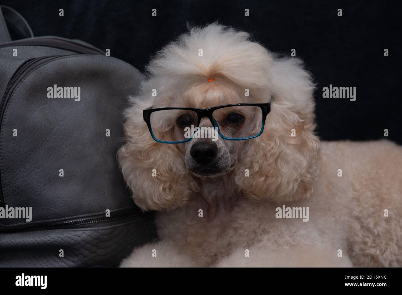 Una poodle giocattolo divertente che posa con gli occhiali accanto a a. zaino nero Foto Stock