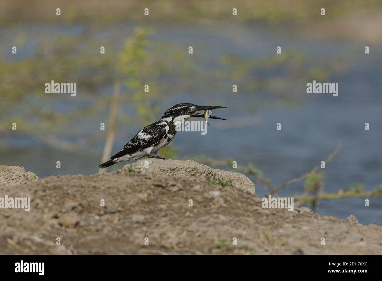 Pied Kingfisher (Ceryle rudis) mangiare pesce. Foto Stock