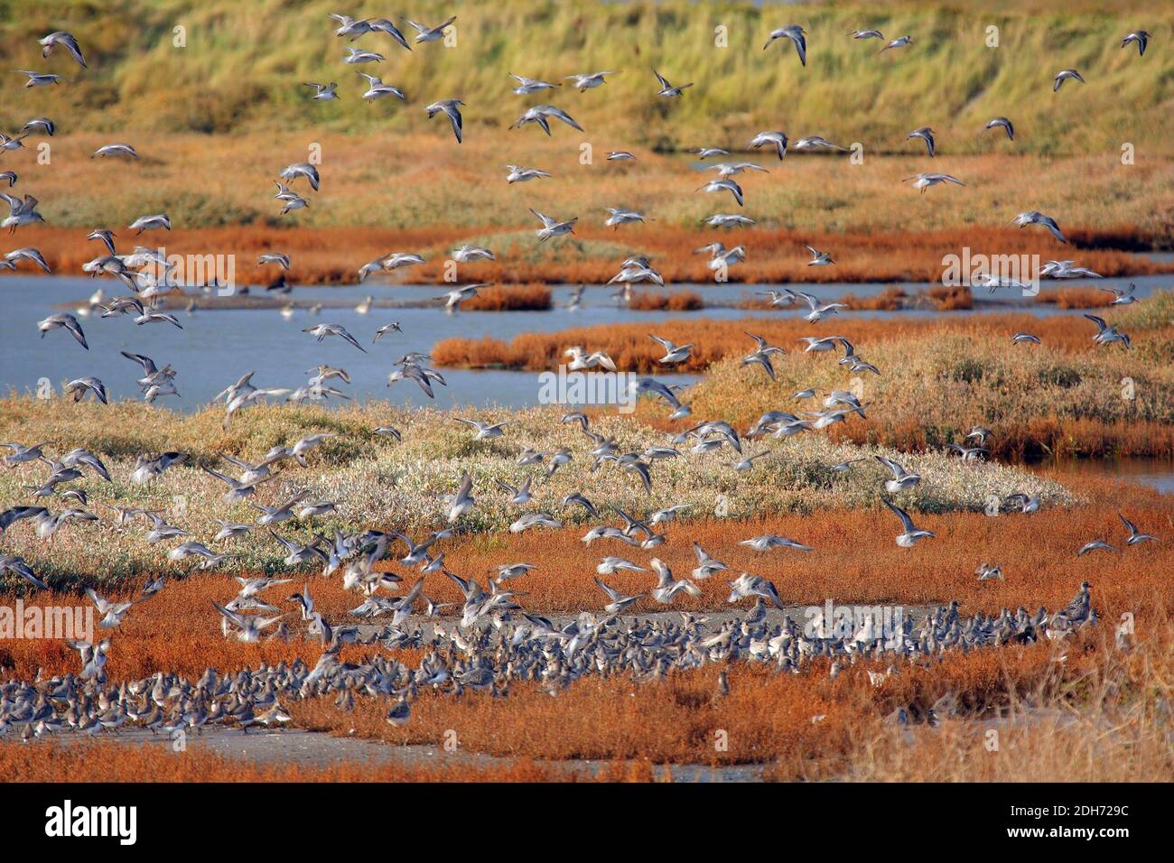 Flock of Waders su salmarsh sulla costa dell'Essex Foto Stock