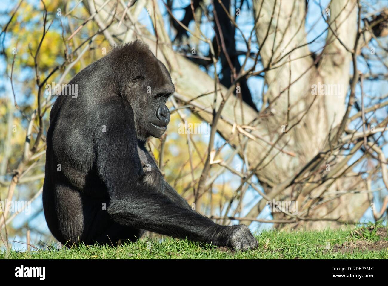 Un primo piano di un gorilla seduto in erba sotto la luce del sole Foto Stock
