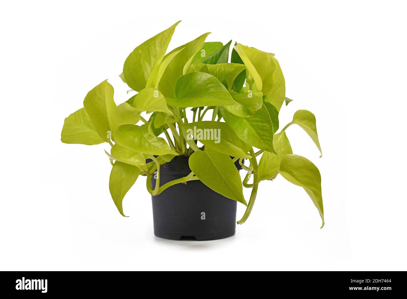 Pianta completamente tropicale 'Epipremnum Aureum Limone Lime' con verde neon foglie in vaso di fiori isolato su sfondo bianco Foto Stock