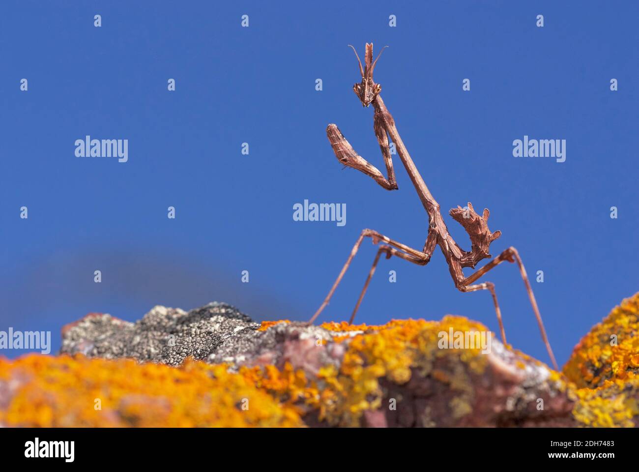 Bastone mantis (Empusa Pennata) su una roccia con muschio e cielo blu a Malaga. Andalusia. Spagna Foto Stock