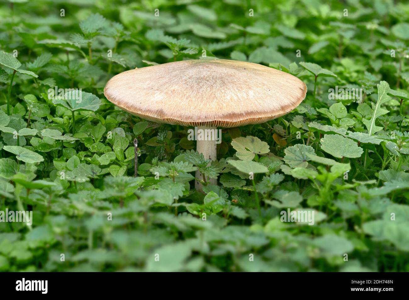 Funghi Volvariella speciosa che si stacca da un campo di erba verde a Malaga. Andalusia, Spagna Foto Stock