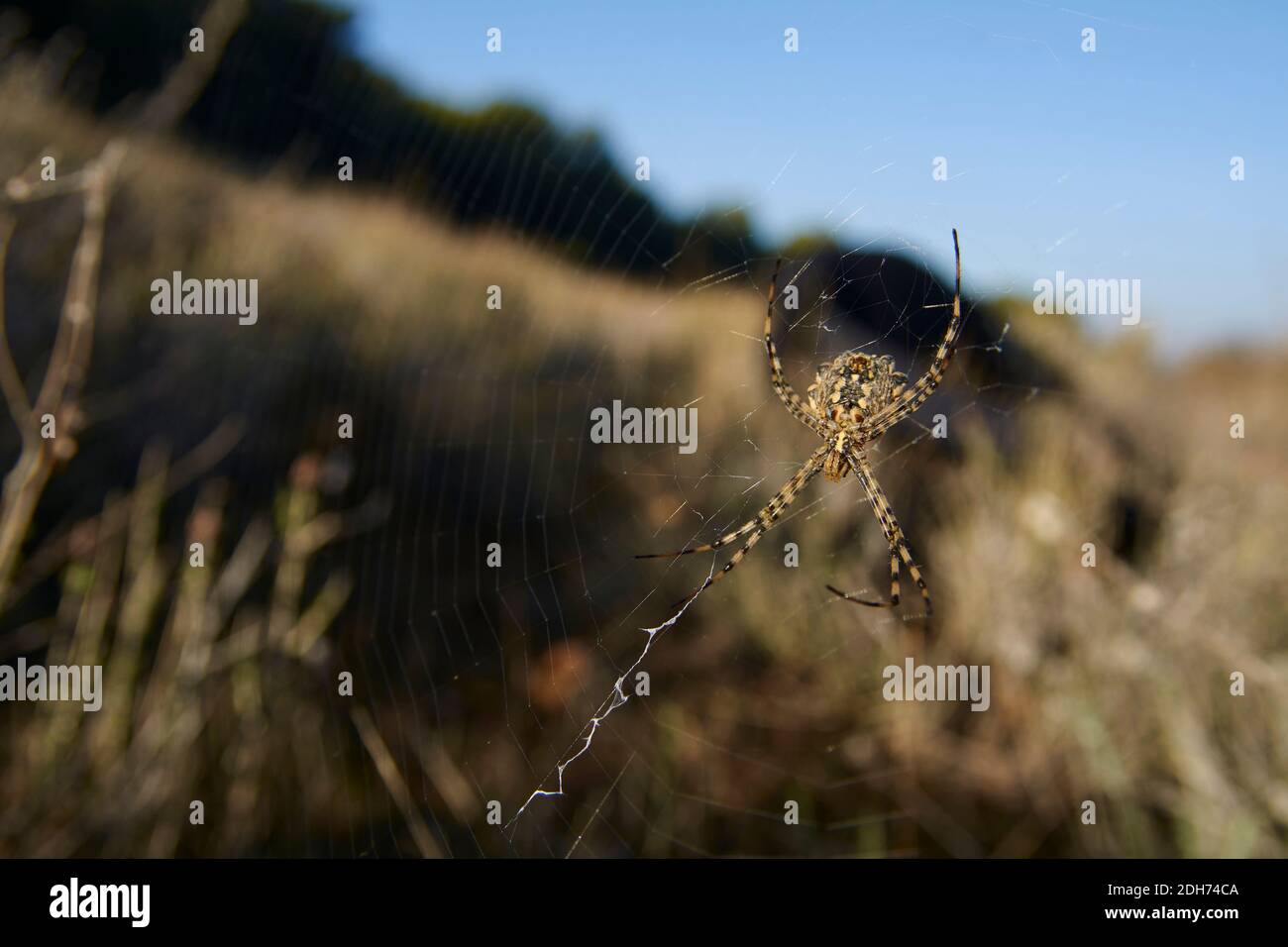 tiger Spider (Argiope lobata) su una rete di ragni con gocce d'acqua all'alba di Malaga. Andalusia, Spagna Foto Stock