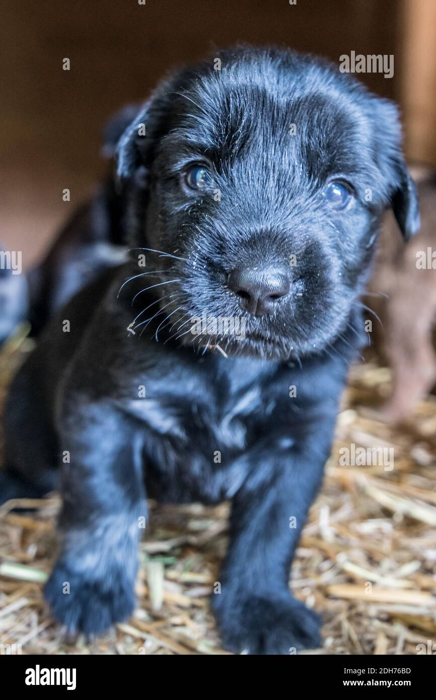 I cuccioli più cutest terrier Lab Husky mix giocando in casa del cane Foto Stock