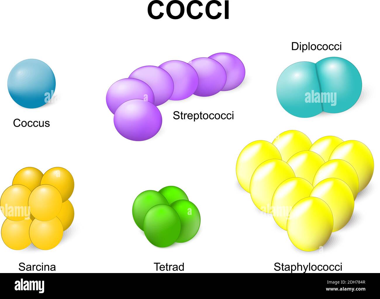 Coccus o cocci. Batteri comuni che infettano l'uomo. Illustrazione Vettoriale