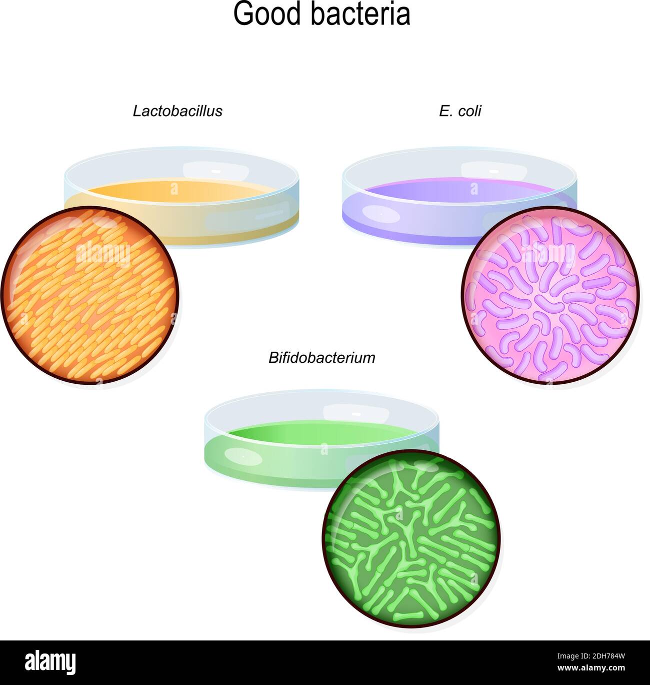 Una capsula di Petri con colonie batteriche. Flora intestinale. Primo piano di batteri buoni: Lactobacillus, Bifidobacterium longum, Escherichia coli. Diagramma vettoriale Illustrazione Vettoriale