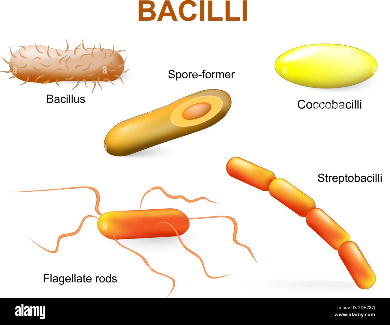 Bacillii. Batteri comuni che infettano l'uomo. Illustrazione Vettoriale
