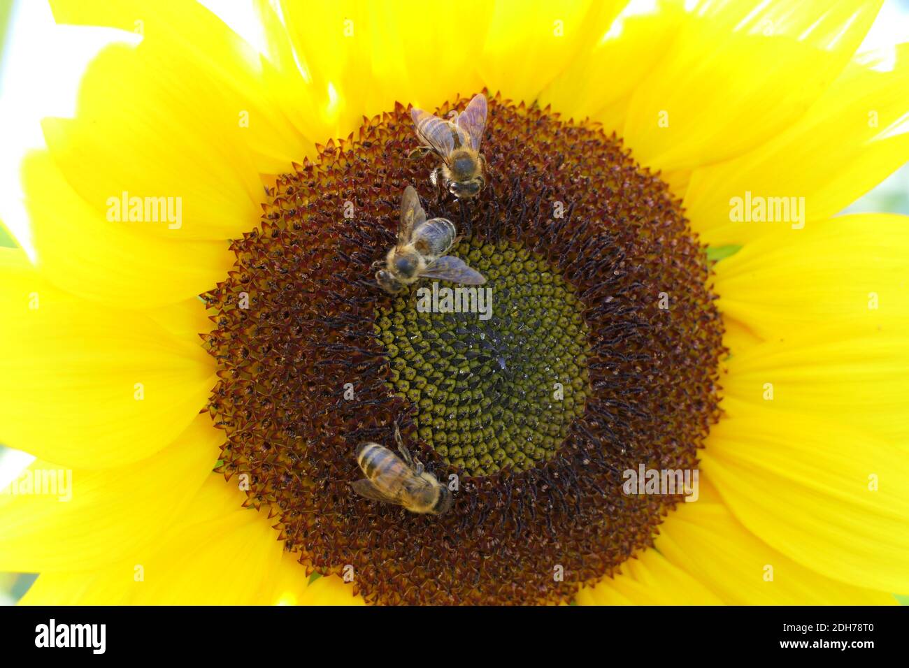 Un gruppo di tre api raccogliere nettare all'interno di un luminoso girasole Foto Stock