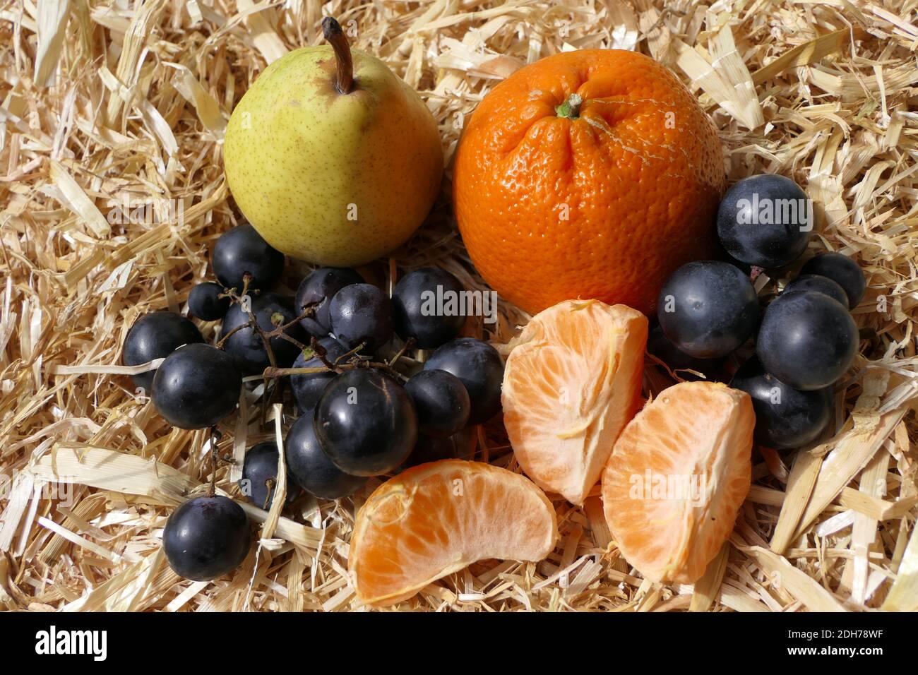 Miscela decorativa di frutti autunnali su fieno con uva blu, pera e pezzi di mandarino Foto Stock