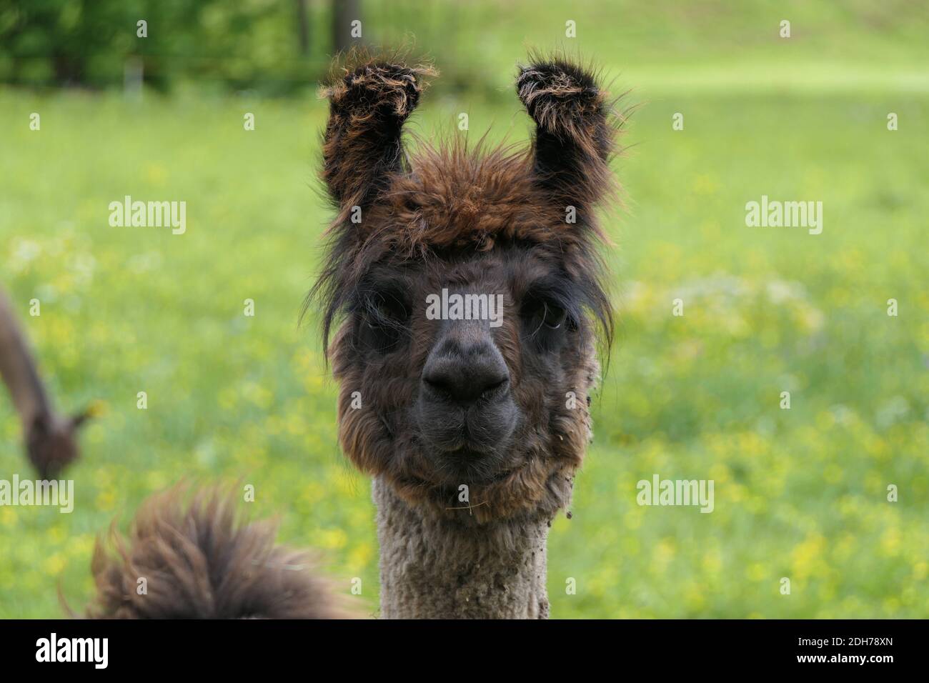 Testa a testa con un lama addomesticato, marrone scuro attento nelle Ande Foto Stock