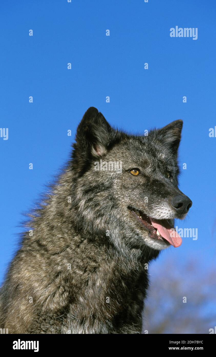 Valle di Mackenzie Wolf, Canis lupus mackenzii, Ritratto di adulto, Canada Foto Stock