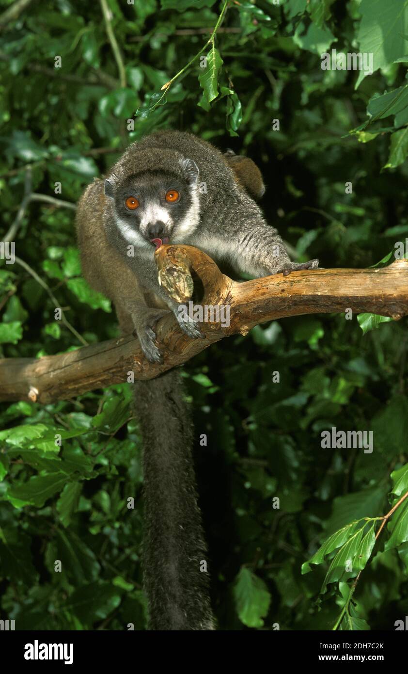 Mongoose Limur Mongoz, Adulti in piedi sul ramo Foto Stock