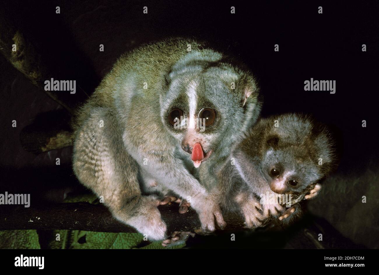 Snello Loris, loris tardigradus, Madre con Cub, leccare il suo naso Foto Stock