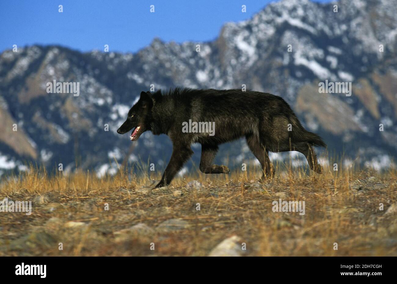Valle di Mackenzie Wolf, Canis lupus mackenzii, adulto, Canada Foto Stock