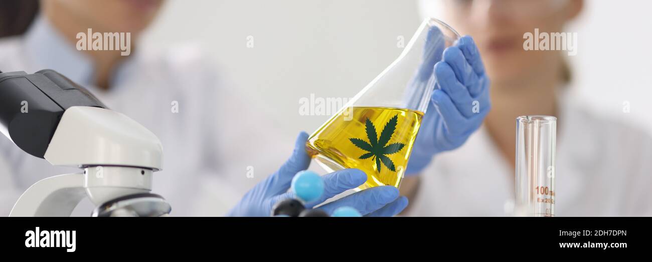 Le donne in laboratorio chimico tengono un pallone di vetro con olio di canapa in mano in guanti di gomma blu closeup Foto Stock