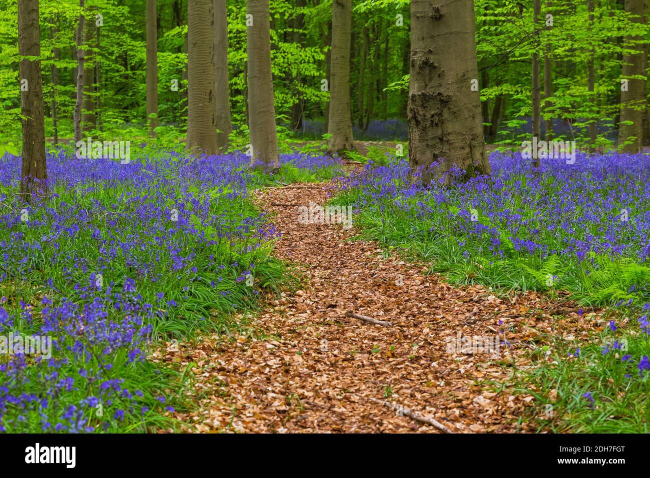 La famosa foresta Hallerbos a Bruxelles Belgio Foto Stock