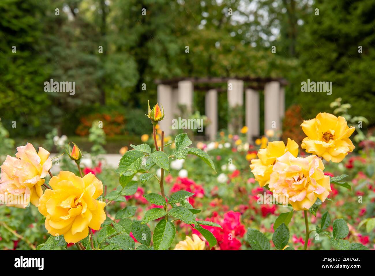 Rose di fioritura Foto Stock