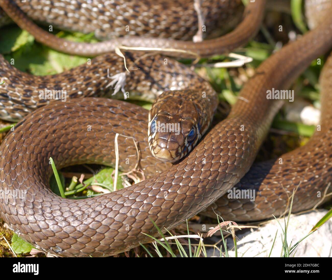 Serpente balcanico, Hierophis gemonensis, Coluber gemonensis in croazia Foto Stock