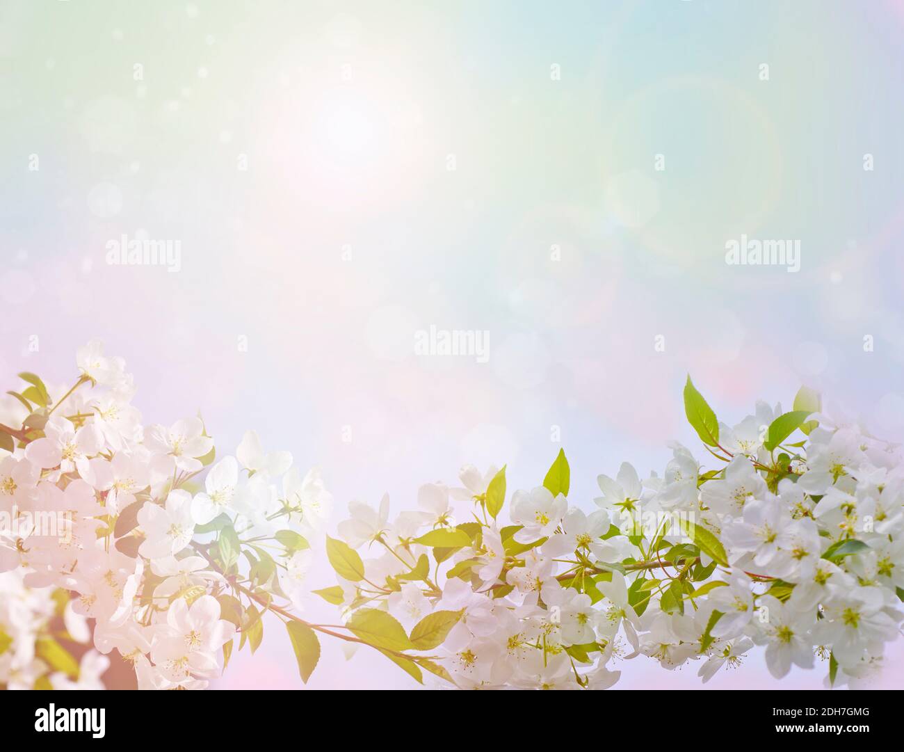 Sfondo primavera-estate in colori pastello - mela fiorente, fiori bianchi con petali delicati, cornice per il design. Astratto sfondo naturale. Foto Stock