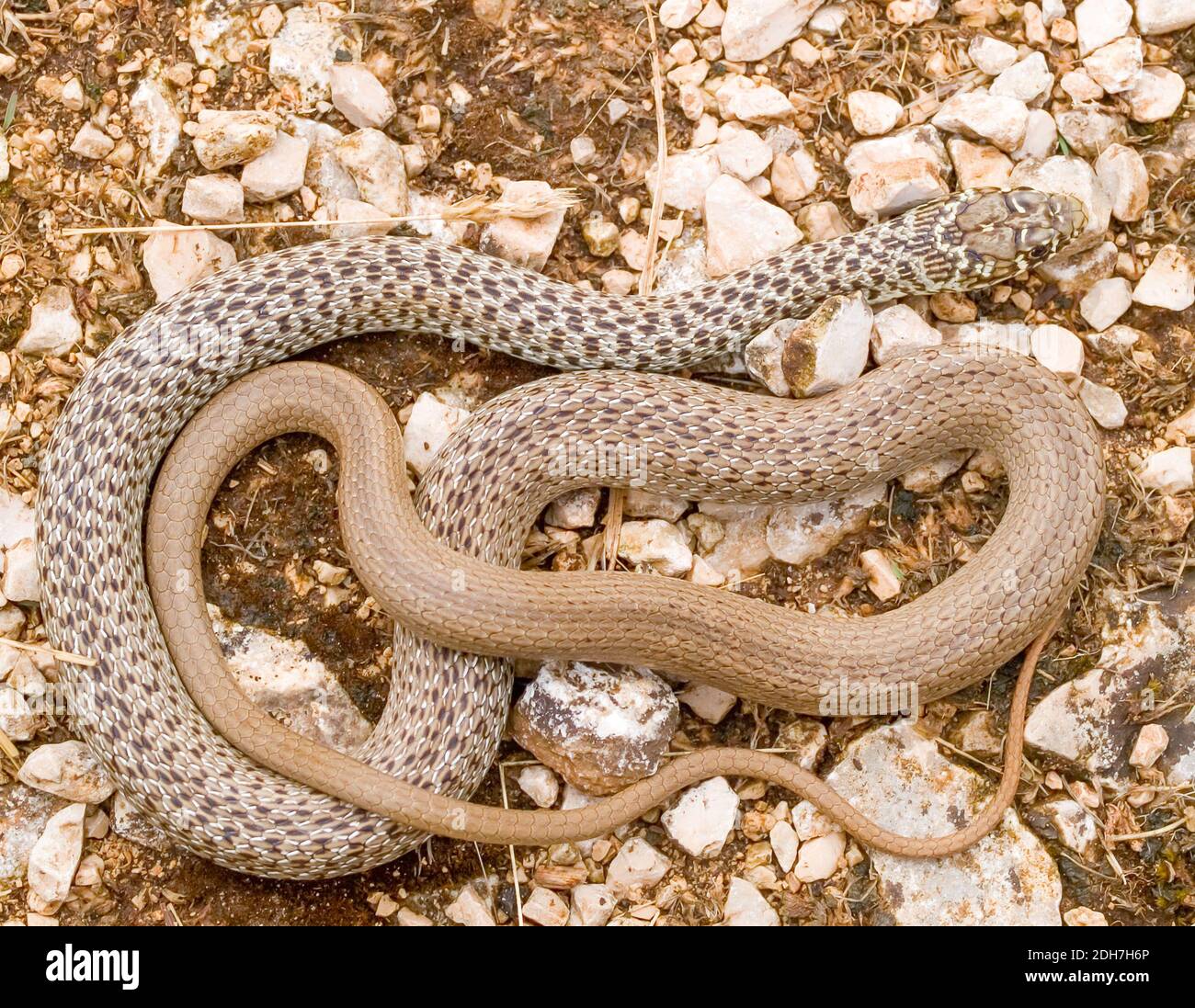 Serpente balcanico, Hierophis gemonensis, Coluber gemonensis in croazia Foto Stock