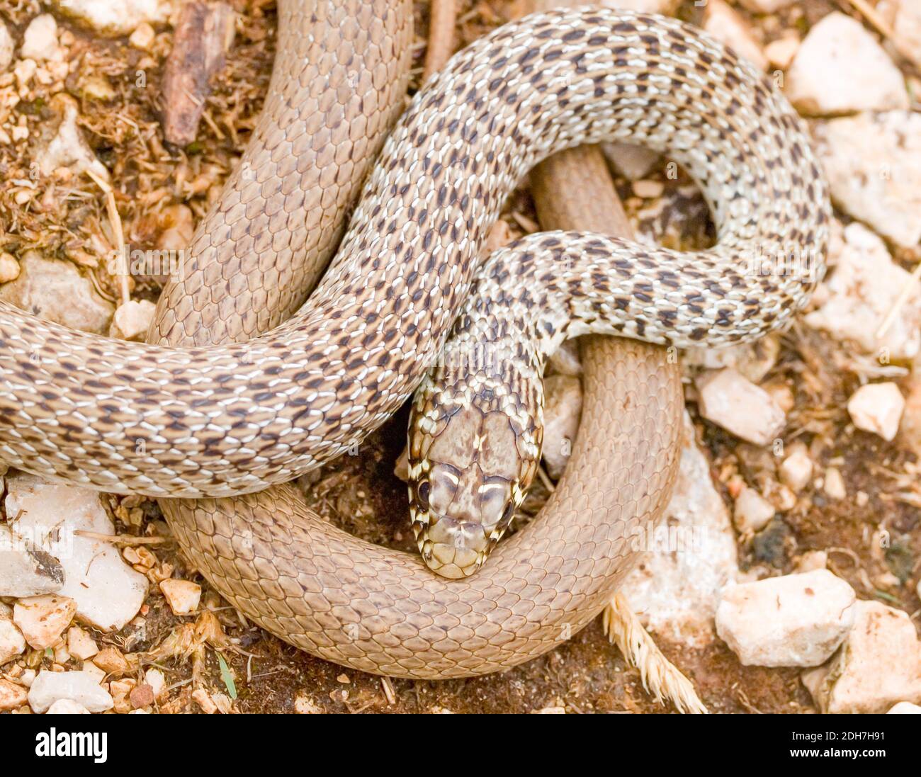 Serpente balcanico, Hierophis gemonensis, Coluber gemonensis in croazia Foto Stock