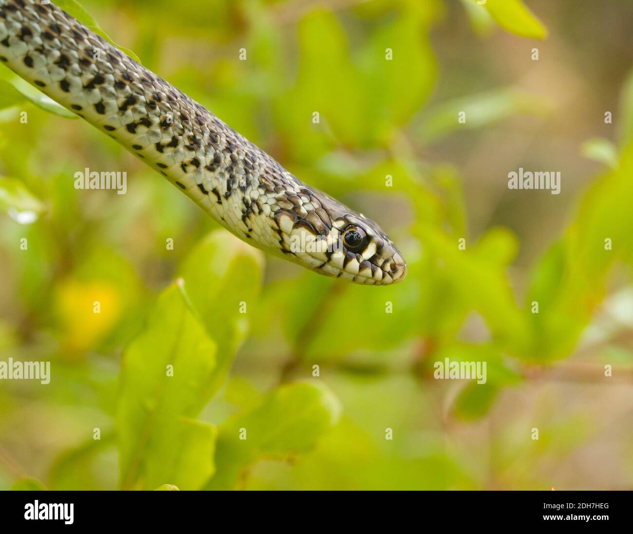 Serpente balcanico, Hierophis gemonensis, Coluber gemonensis in croazia Foto Stock