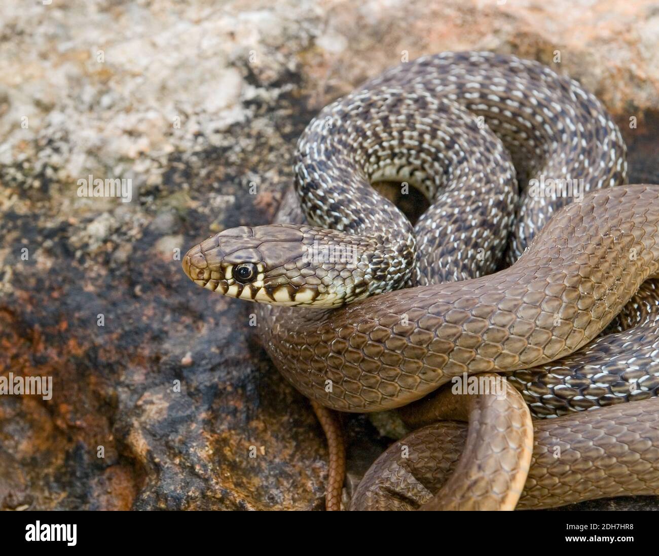 Serpente balcanico, Hierophis gemonensis, Coluber gemonensis in croazia Foto Stock