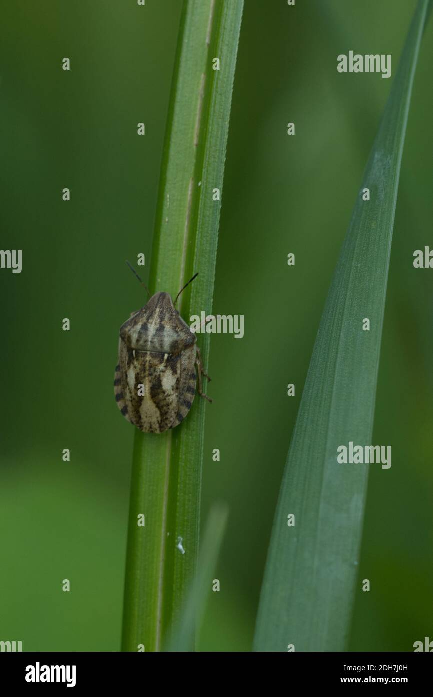 Bug dello schermo tartaruga Foto Stock