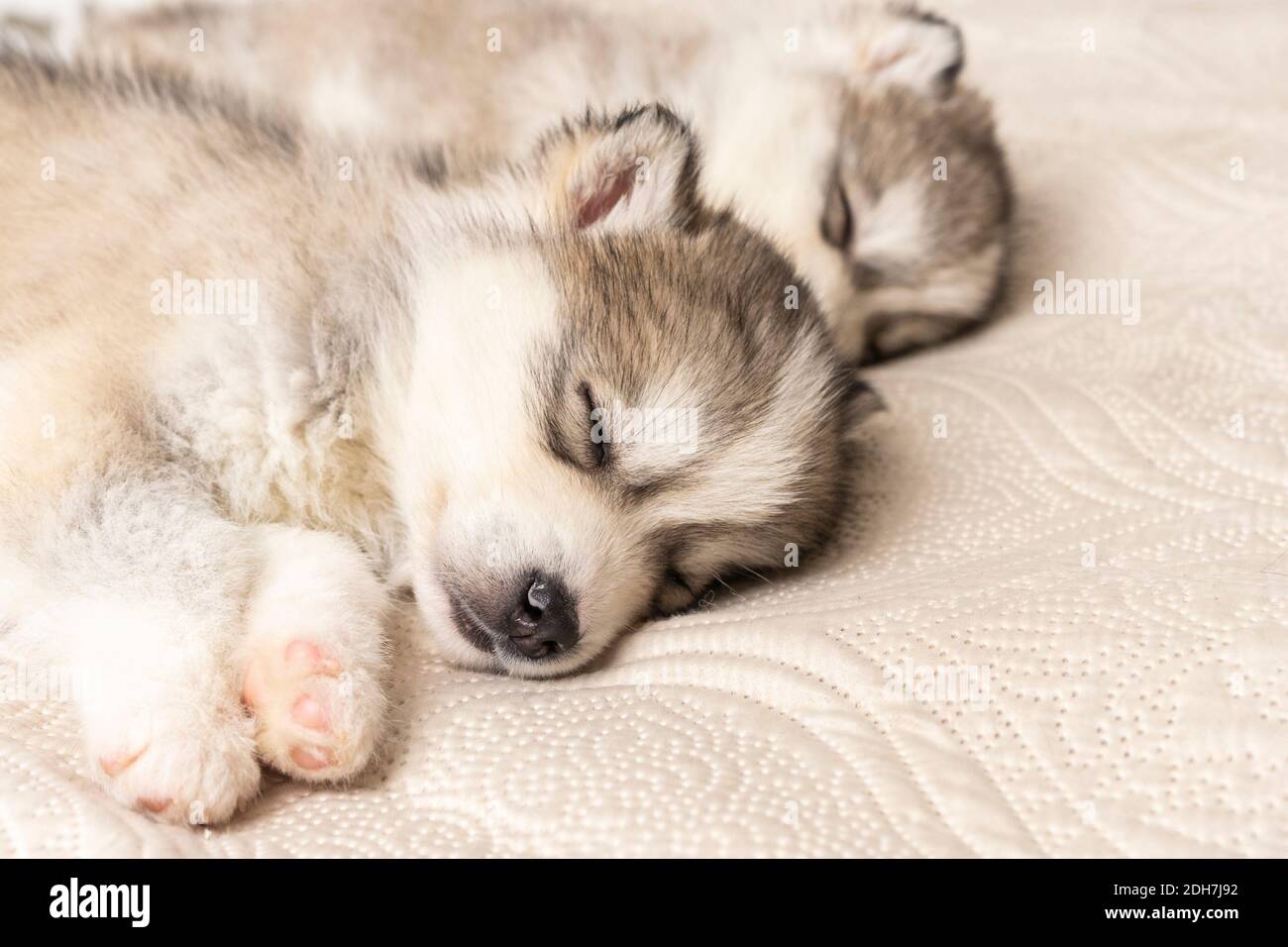 piccoli cuccioli husky. con naso nero e occhi blu. dormono dolcemente su un copriletto leggero e testurizzato. copyspace Foto Stock