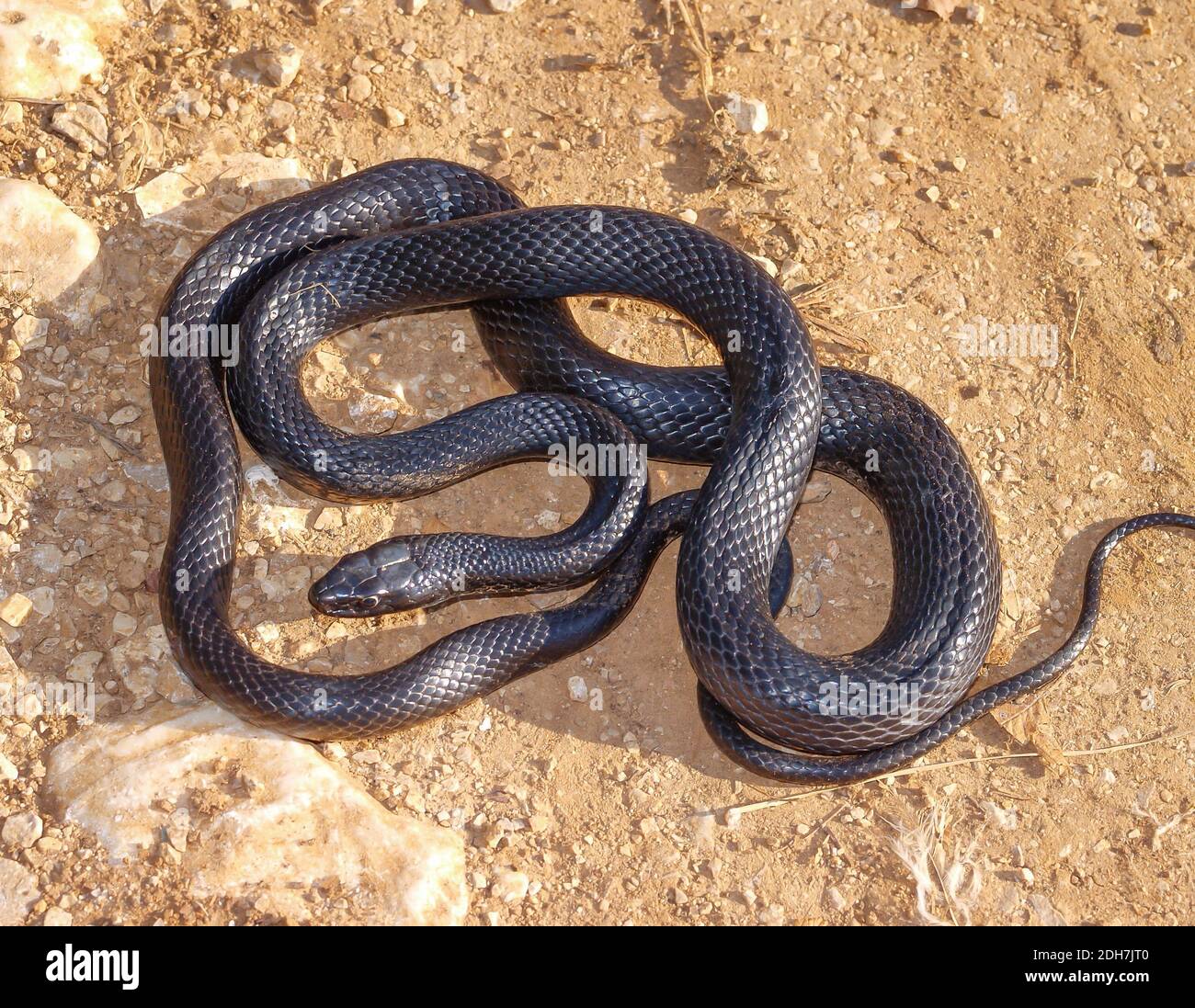 Serpente di frusta occidentale, Hierophis viridiflavus, Coluber viridiflavus Foto Stock