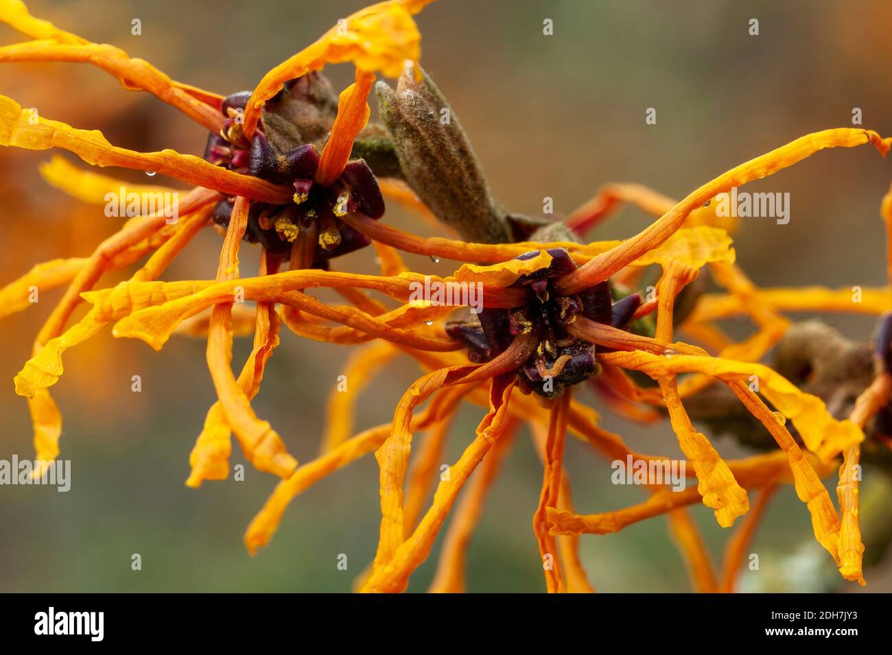 Hamamelis x Intermedia 'Aphrodite' (cazel strega) una pianta di arbusto fiorente di primavera invernale che ha un altamente fragrante primavera giallo arancio fiore e. Foto Stock