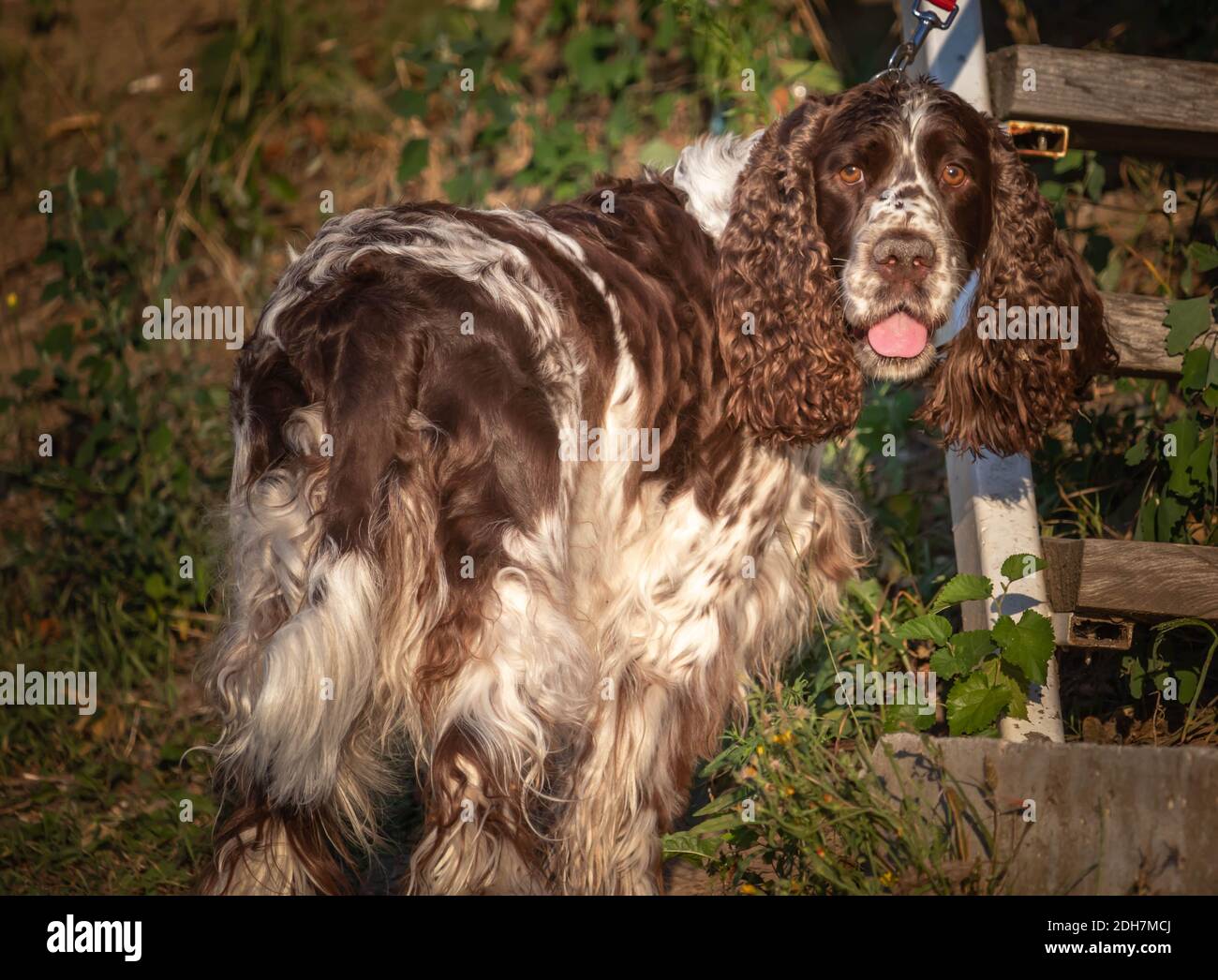 Tedesco Spaniel cane con belle orecchie ricce ritratto in natura. La più bella razza spagnola tedesca premiata con bocca aperta e un protru Foto Stock