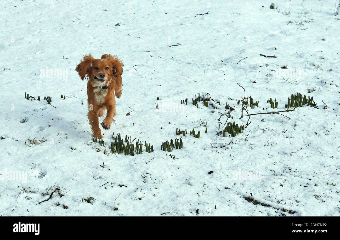 Working Cocker Spaniel la famiglia cane animale domestico che batte nel Inaspettata caduta di neve nello Yorkshire Foto Stock