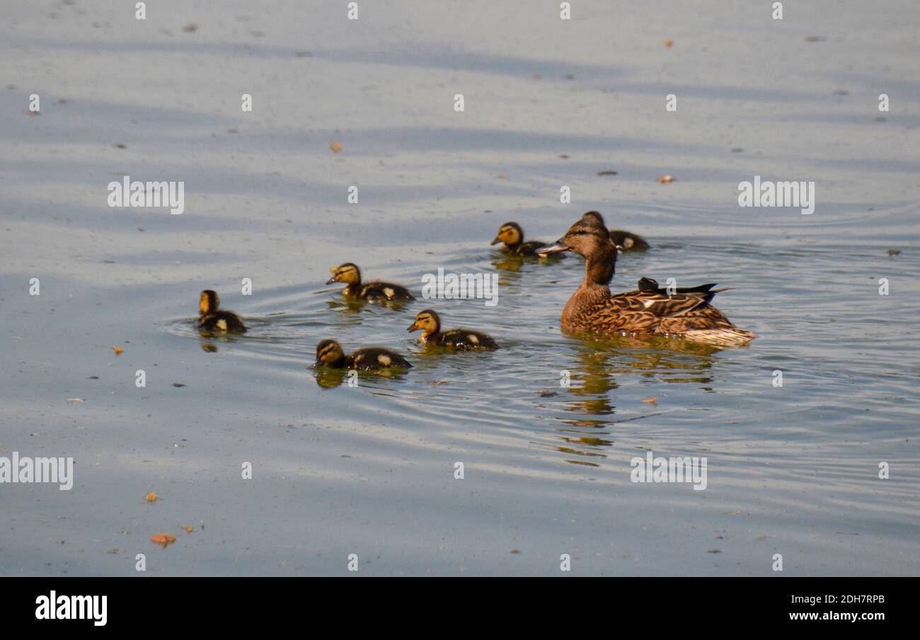 Madre anatra con sette anatroccoli nuotare a Tring serbatoi, sul Buckinghamshire, Hertfordshire confine, Regno Unito Foto Stock