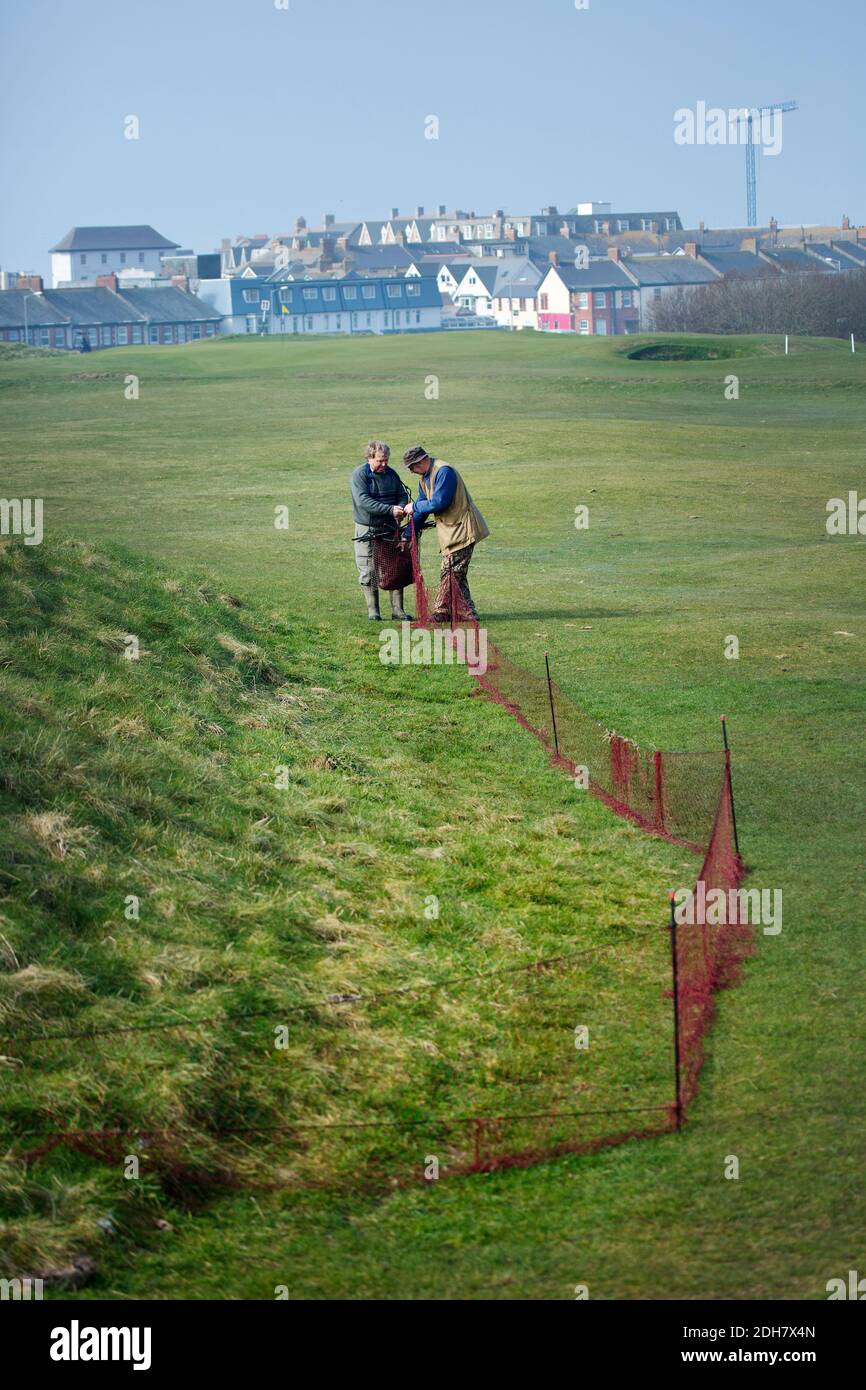 Controllo di peste di coniglio su Bude golf corse Foto Stock