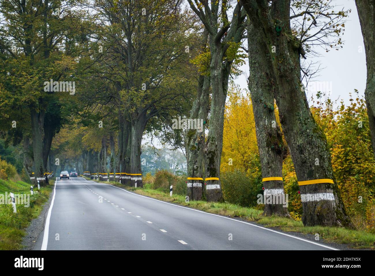 Strada asfaltata in autunno campagna Foto Stock