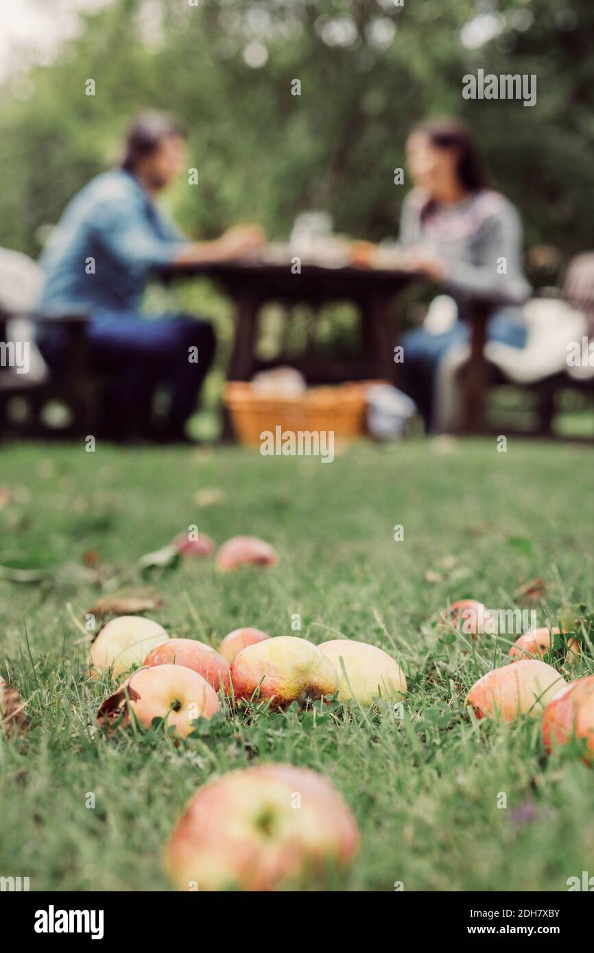 Mele sull'erba al frutteto con coppia che ha fatto colazione Foto Stock