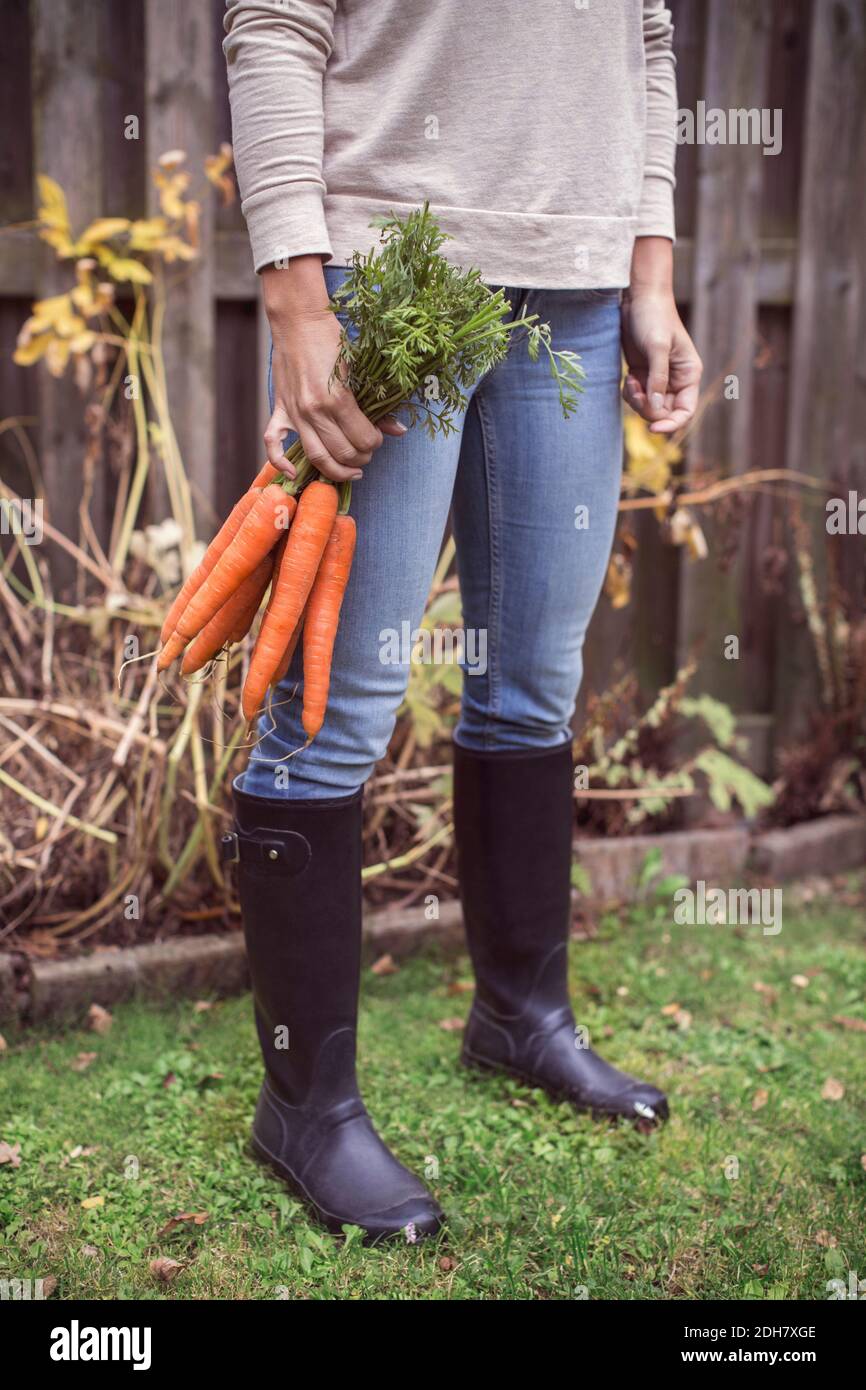 Sezione bassa di donna che tiene le carote raccolte di fresco a organico fattoria Foto Stock