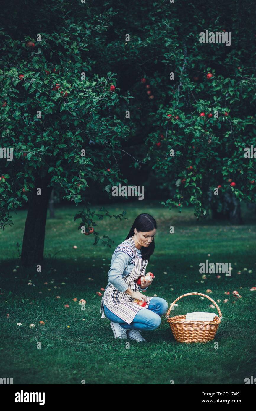 Donna che raccoglie mele fresche a frutteto Foto Stock